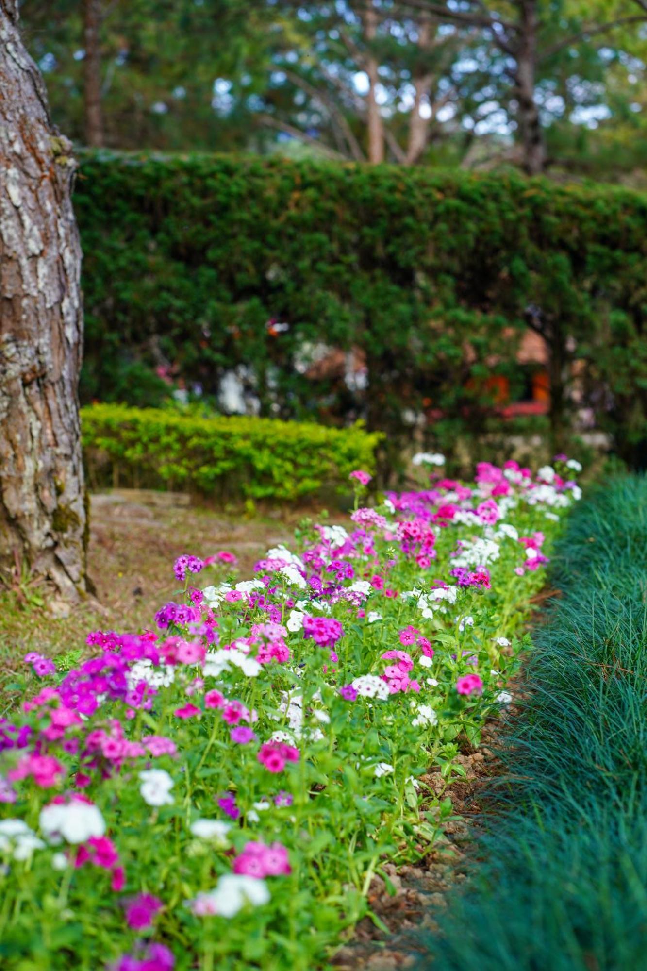 Ttc Dreamy Hill Resort - Unlimited Access To Ttc World - Thung Lung Tinh Yeu Dalat Luaran gambar